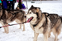 Dog Sled Rides